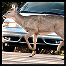 Deer Collisions - News Square