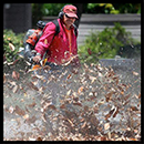 Leaves In Storm Drain News Square