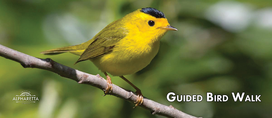 Guided Bird Walk News Graphic